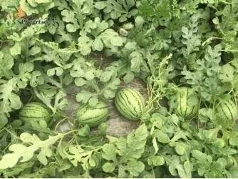 深圳平湖吃瓜  第2张